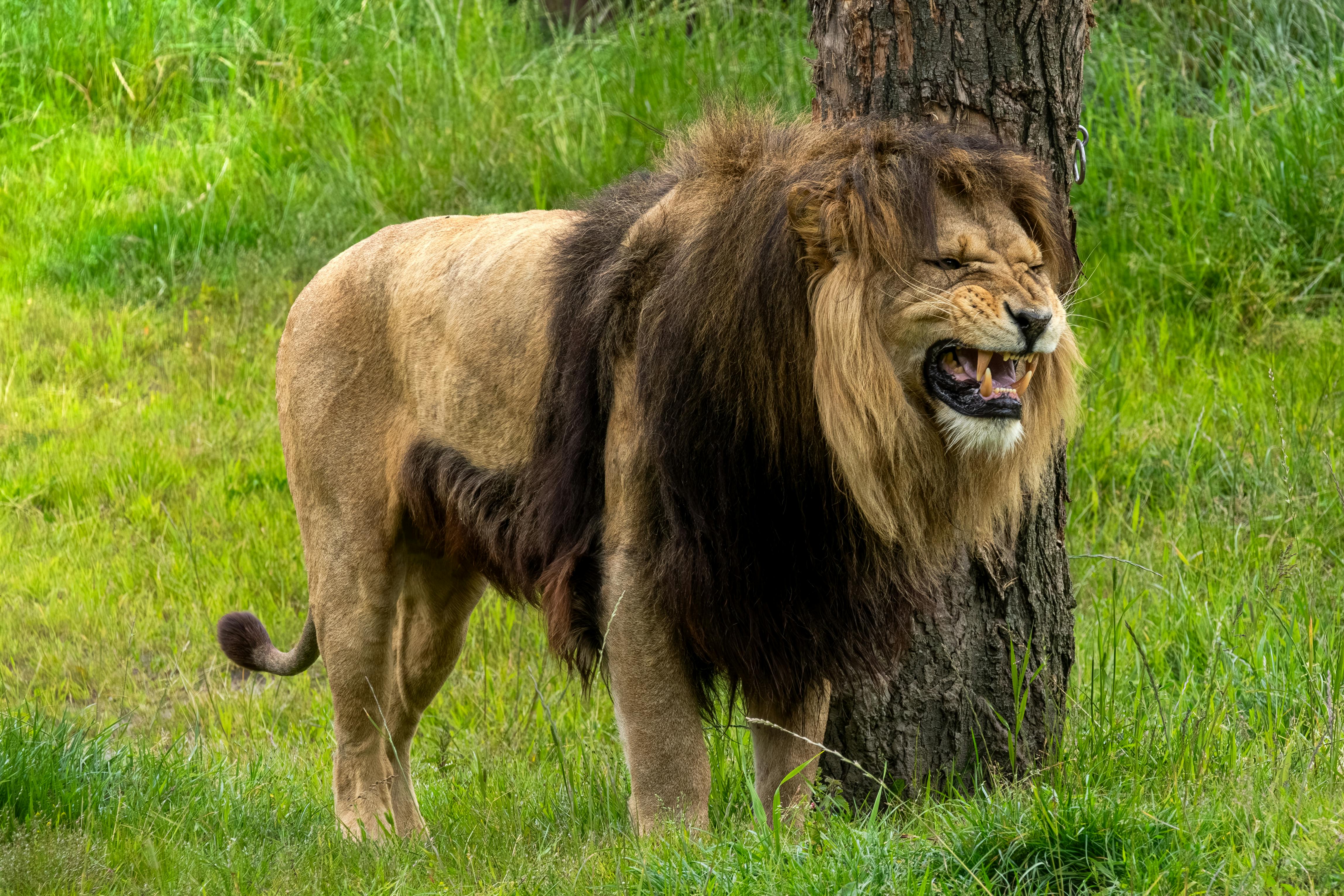 Majestic lion at Riverside Wildlife Park