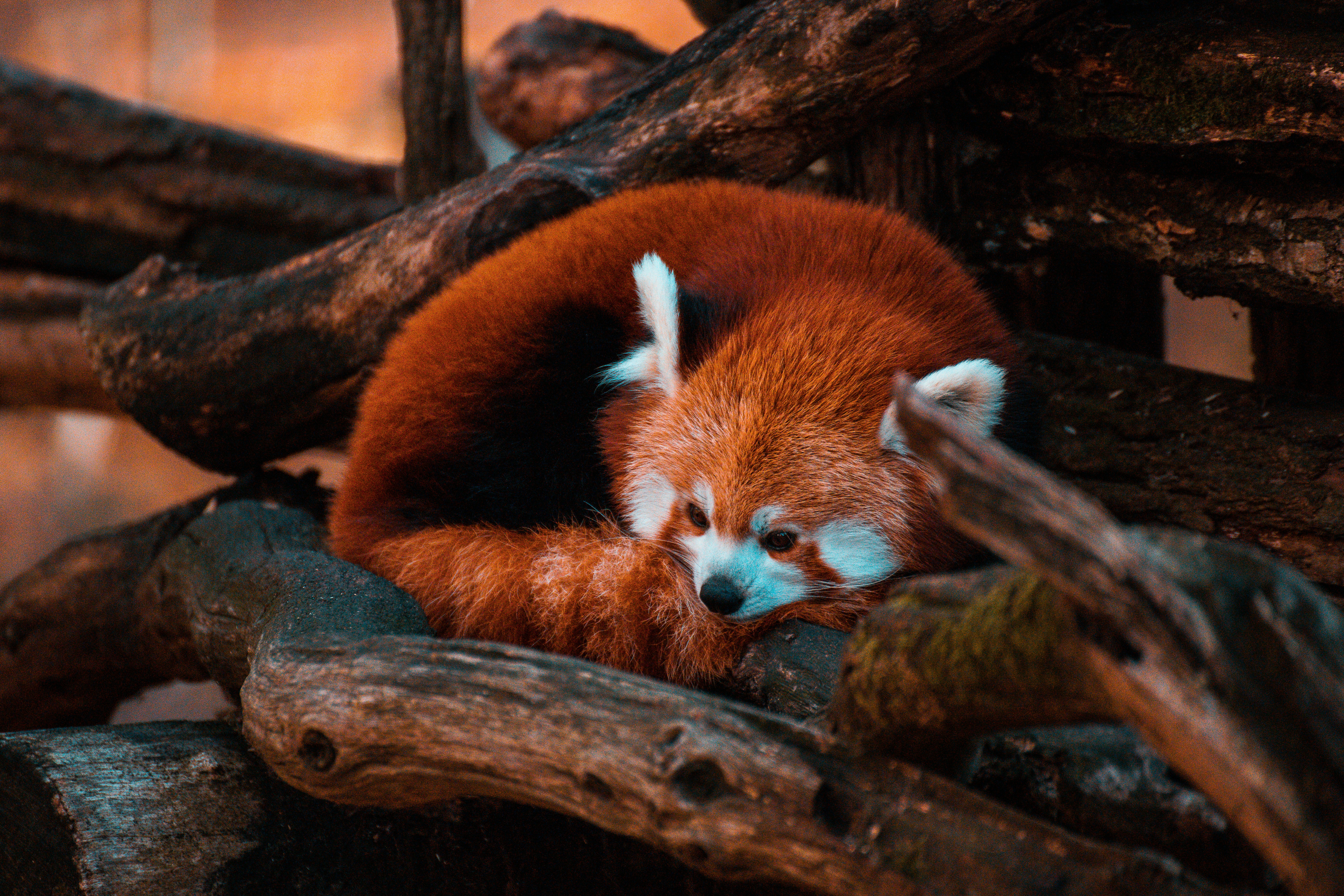 Red Panda