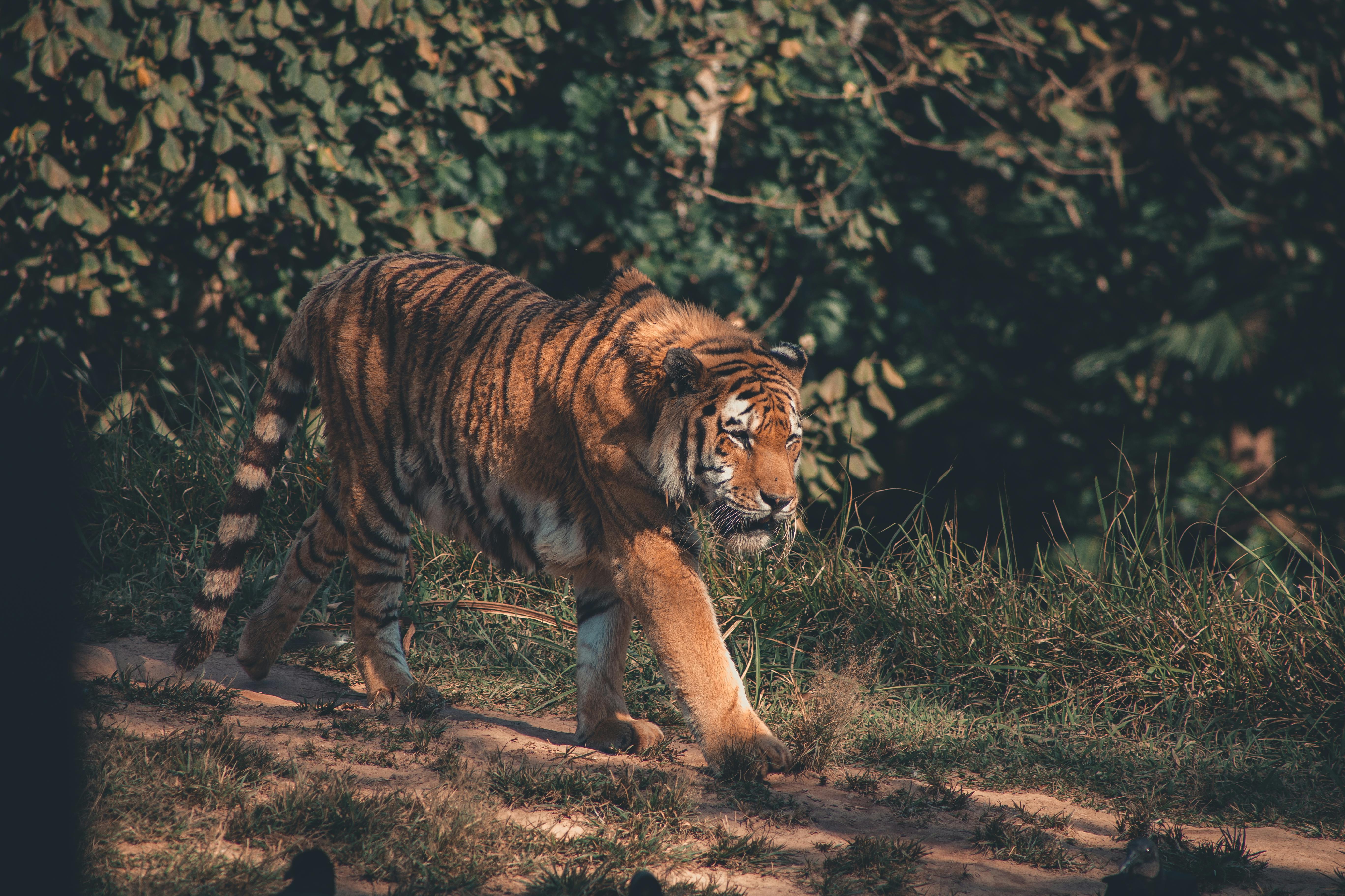 Sumatran Tiger