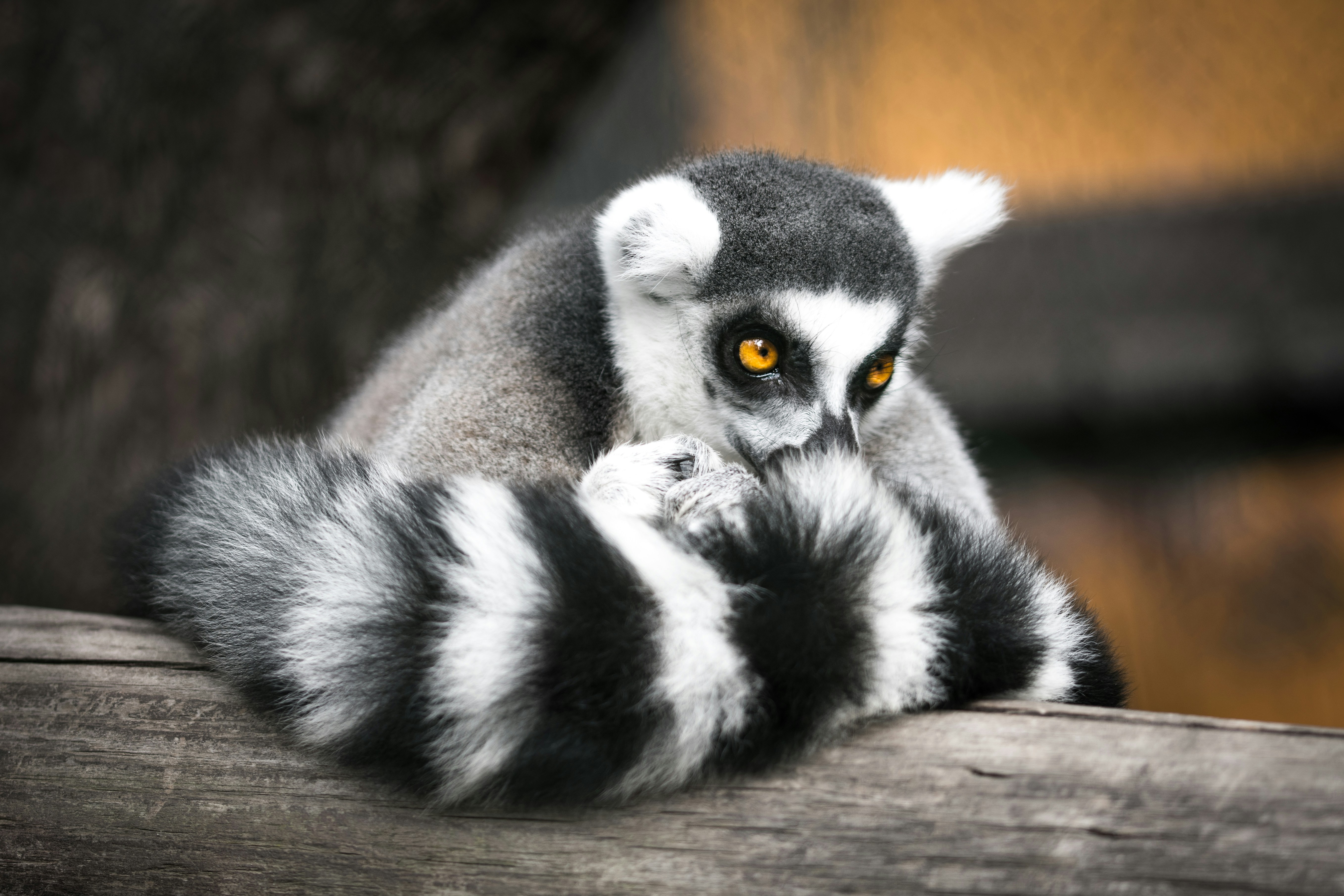 Ring-tailed Lemur